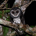 Sooty Owl ... as we expected<br />Canon EOS 7D + EF400 F5.6L + SPEEDLITE 580EXII + Better Beamer